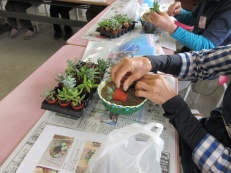 多肉植物の寄せ植え就業体験